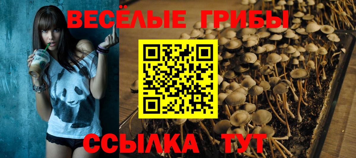 Гатчина  Псилоцибиновые грибы Magic Shrooms  Вход с VPN 